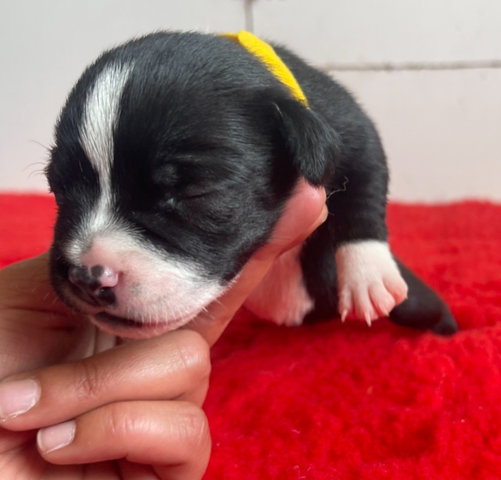 Of The Atlas Mountain - Chiot disponible  - Staffordshire Bull Terrier
