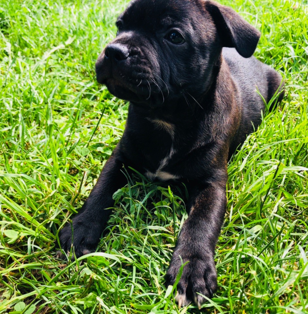 Of The Atlas Mountain - Staffordshire Bull Terrier - Portée née le 01/04/2018