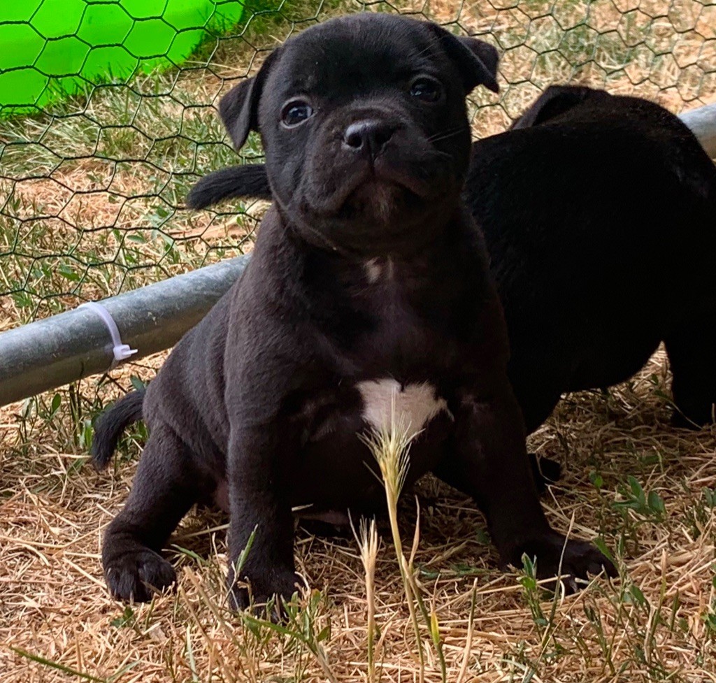 Of The Atlas Mountain - Staffordshire Bull Terrier - Portée née le 05/06/2019